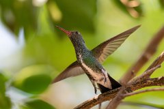 Glittering-throated emerald