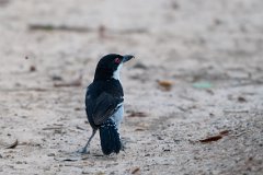 Great antshrike