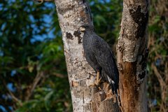 Great black hawk
