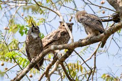 Great horned owl