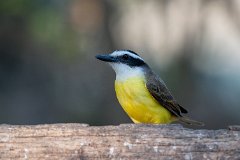 Great kiskadee