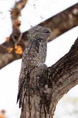 Great potoo