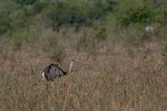 Greater rhea