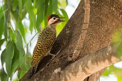 Green-barred woodpecker