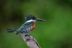 Green kingfisher