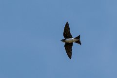 Grey-breasted martin