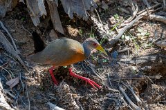 Grey-cowled wood rail