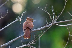 Grey-crested cacholote