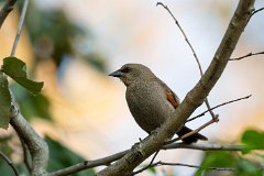 Greyish baywing