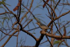 Hooded tanager