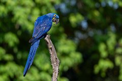 Hyacinth macaw