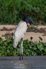 Jabiru