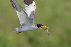 Large-billed tern