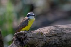 Lesser kiskadee