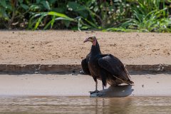 Lesser yellow-headed vulture