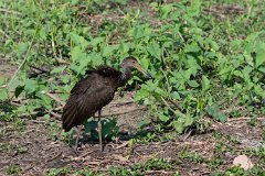Limpkin