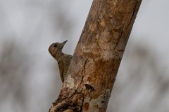 Little woodpecker