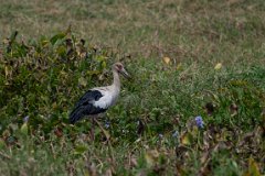 Maguari stork
