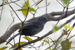 Mato Grosso antbird