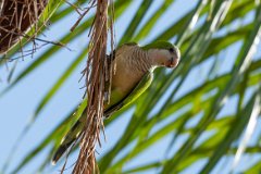 Monk parakeet