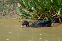 Muscovey duck