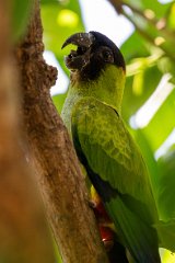 Nanday parakeet