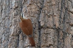Narrow-billed woodcreeper