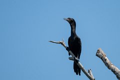 Neotropic cormorant