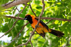 Orange-backed troupial