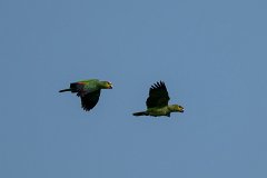 Orange-winged parrot