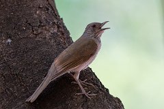 Pale-breasted thrush