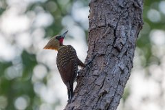 Pale-crested woodpecker