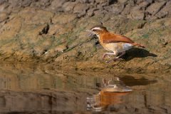 Pale-legged hornero