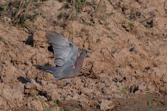 Pale-vented pigeon
