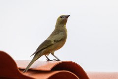 Palm tanager
