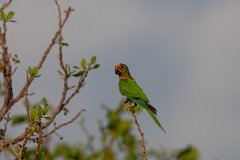 Peach-fronted parakeet
