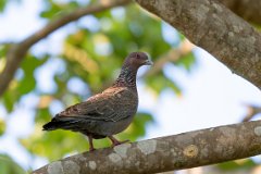 Picazuro pigeon