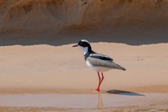 Pied plover