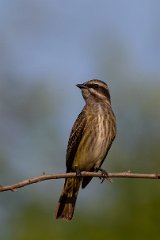 Piratic flycatcher