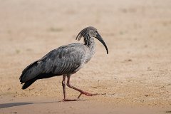 Plumbeous ibis