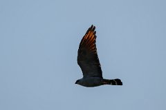 Plumbeous kite