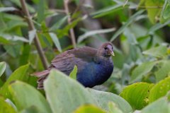 Purple gallinule
