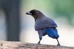 Purplish jay