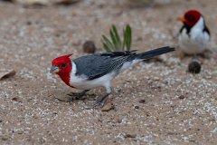 Red-crested cardinal