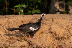 Red-throated piping guan