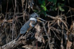Ringed kingfisher
