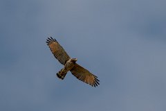 Roadside hawk
