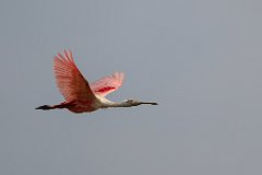 Roseate spoonbill