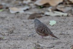 Ruddy ground-dove