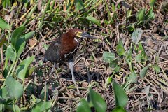 Rufescent tiger heron